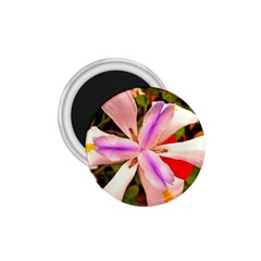 African Iris 1 75  Button Magnet