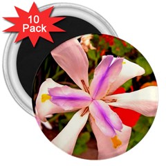 African Iris 3  Button Magnet (10 Pack) by sirhowardlee