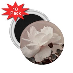 White Rose Vintage Style Photo In Ocher Colors 2 25  Button Magnet (10 Pack) by dflcprints