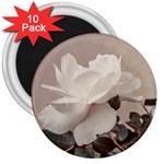 White Rose Vintage Style Photo in Ocher Colors 3  Button Magnet (10 pack) Front