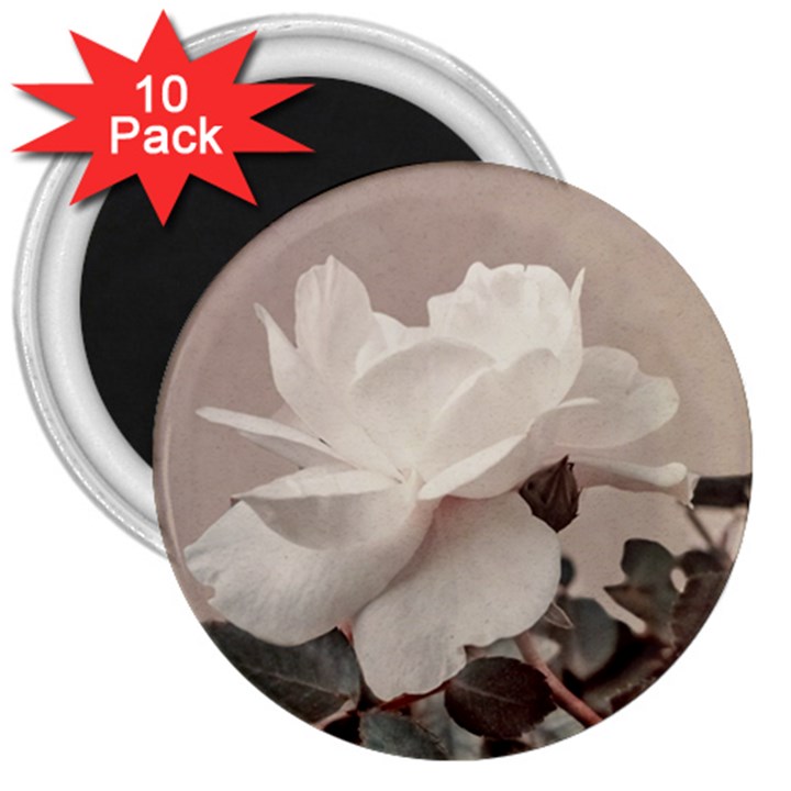 White Rose Vintage Style Photo in Ocher Colors 3  Button Magnet (10 pack)