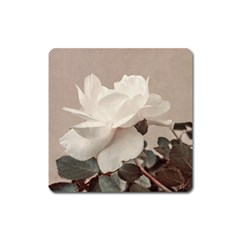 White Rose Vintage Style Photo In Ocher Colors Magnet (square) by dflcprints