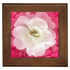 White Rose With Pink Leaves Around  Framed Ceramic Tile by dflcprints