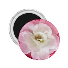 White Rose With Pink Leaves Around  2 25  Button Magnet by dflcprints