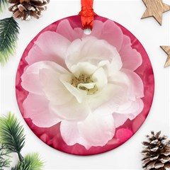 White Rose With Pink Leaves Around  Round Ornament by dflcprints