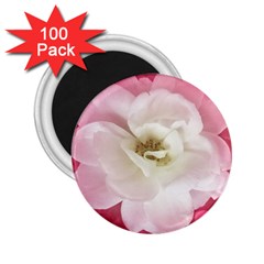 White Rose With Pink Leaves Around  2 25  Button Magnet (100 Pack) by dflcprints