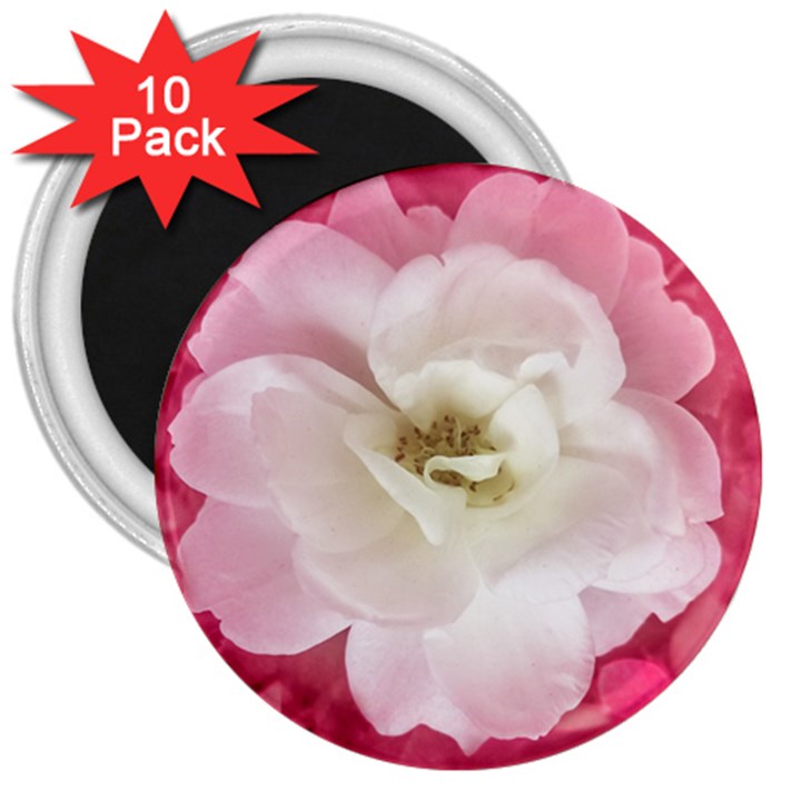 White Rose with Pink Leaves Around  3  Button Magnet (10 pack)