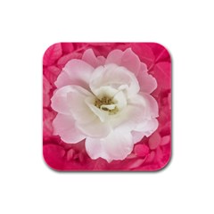 White Rose With Pink Leaves Around  Drink Coasters 4 Pack (square) by dflcprints