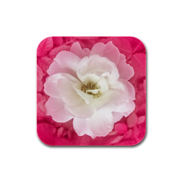 White Rose with Pink Leaves Around  Drink Coasters 4 Pack (Square)