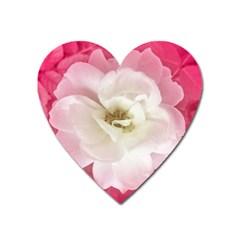 White Rose With Pink Leaves Around  Magnet (heart) by dflcprints