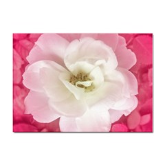 White Rose With Pink Leaves Around  A4 Sticker 100 Pack by dflcprints