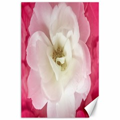 White Rose With Pink Leaves Around  Canvas 24  X 36  (unframed) by dflcprints