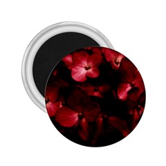 Red Flowers Bouquet In Black Background Photography 2 25  Button Magnet by dflcprints