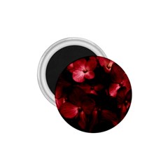 Red Flowers Bouquet In Black Background Photography 1 75  Button Magnet by dflcprints