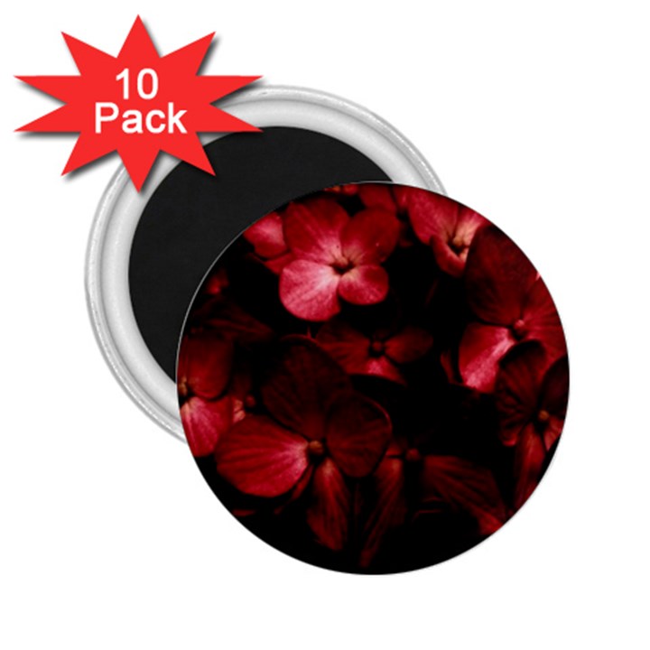 Red Flowers Bouquet in Black Background Photography 2.25  Button Magnet (10 pack)