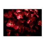 Red Flowers Bouquet in Black Background Photography A4 Sticker 10 Pack Front