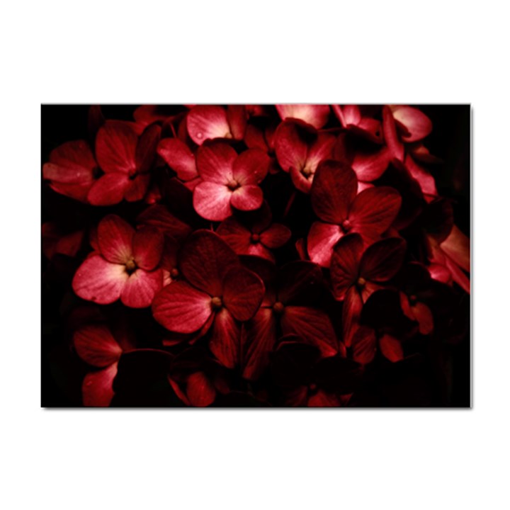 Red Flowers Bouquet in Black Background Photography A4 Sticker 10 Pack