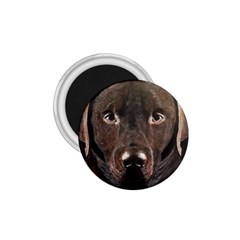 Chocolate Lab 1 75  Button Magnet