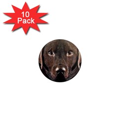 Chocolate Lab 1  Mini Button Magnet (10 Pack)