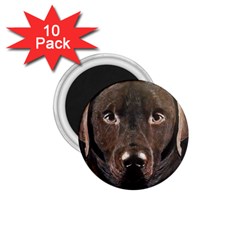 Chocolate Lab 1 75  Button Magnet (10 Pack)