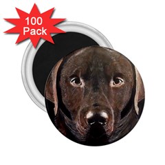 Chocolate Lab 2 25  Button Magnet (100 Pack) by LabsandRetrievers