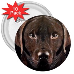 Chocolate Lab 3  Button (10 Pack)