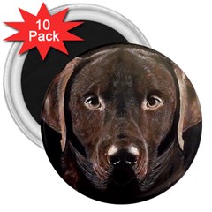 Chocolate Lab 3  Button Magnet (10 Pack)