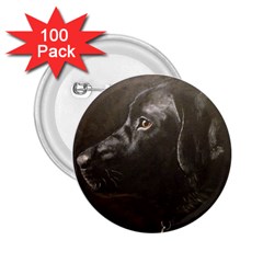 Black Lab 2 25  Button (100 Pack)