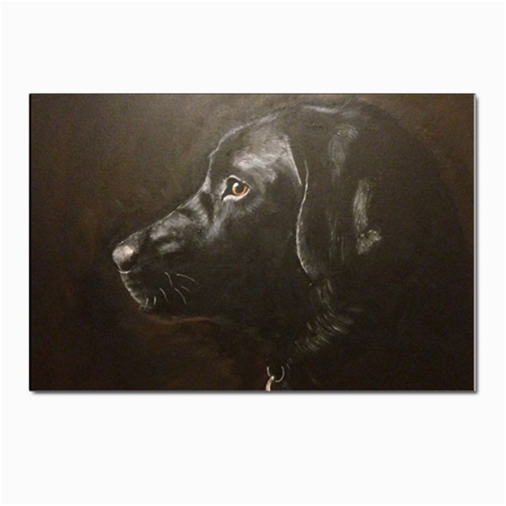 Black Lab Postcard 4 x 6  (10 Pack)