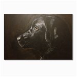 Black Lab Postcards 5  x 7  (10 Pack) Front