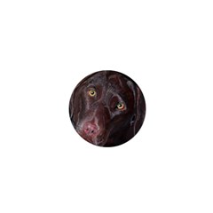 Inquisitive Chocolate Lab 1  Mini Button