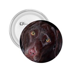 Inquisitive Chocolate Lab 2 25  Button