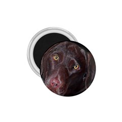 Inquisitive Chocolate Lab 1 75  Button Magnet