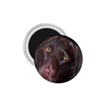 Inquisitive Chocolate Lab 1.75  Button Magnet Front