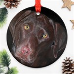 Inquisitive Chocolate Lab Round Ornament Front