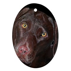 Inquisitive Chocolate Lab Oval Ornament by LabsandRetrievers