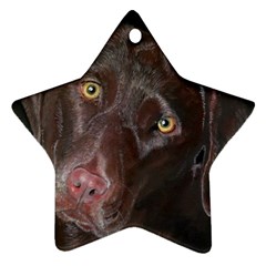 Inquisitive Chocolate Lab Star Ornament by LabsandRetrievers