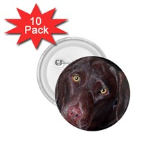 Inquisitive Chocolate Lab 1 75  Button (10 Pack)