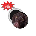 Inquisitive Chocolate Lab 1.75  Button Magnet (100 pack) Front