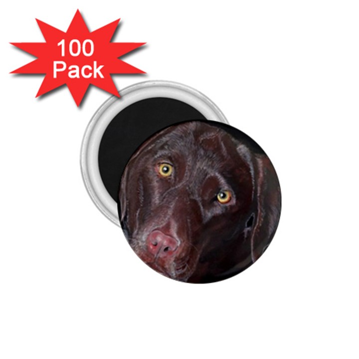 Inquisitive Chocolate Lab 1.75  Button Magnet (100 pack)