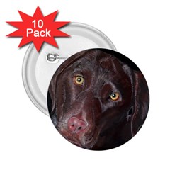 Inquisitive Chocolate Lab 2 25  Button (10 Pack)