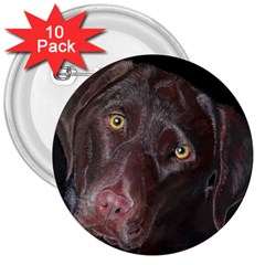 Inquisitive Chocolate Lab 3  Button (10 Pack)