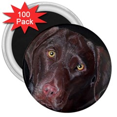 Inquisitive Chocolate Lab 3  Button Magnet (100 Pack)