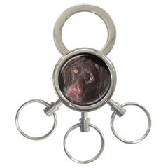 Inquisitive Chocolate Lab 3-ring Key Chain