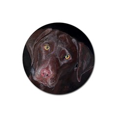 Inquisitive Chocolate Lab Drink Coasters 4 Pack (round) by LabsandRetrievers