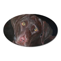 Inquisitive Chocolate Lab Magnet (oval) by LabsandRetrievers