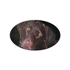 Inquisitive Chocolate Lab Sticker 10 Pack (oval) by LabsandRetrievers