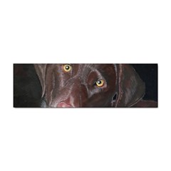 Inquisitive Chocolate Lab Bumper Sticker 10 Pack by LabsandRetrievers