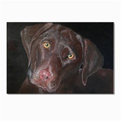 Inquisitive Chocolate Lab Postcard 4 x 6  (10 Pack)