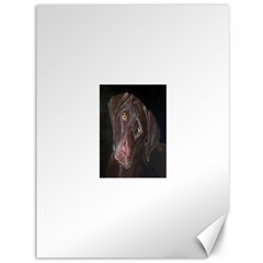 Inquisitive Chocolate Lab Canvas 36  X 48  (unframed)